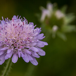 Witwenblume (1 von 1).JPG