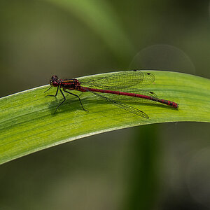 Libelle (1 von 1).JPG
