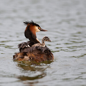 Z7II_400_2.8-DSC_0068.jpg