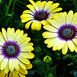 Gelb und Lila daisy Blume Blüte_1200.jpg