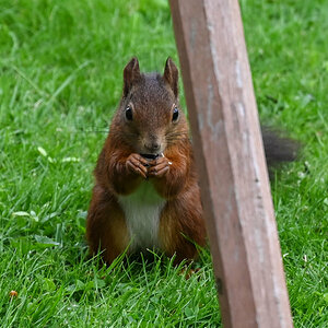 Eichhörnchen 3.jpg