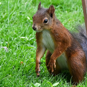 Eichhörnchen 4.jpg