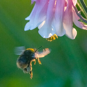 Hummel_Im_Flug-.jpg