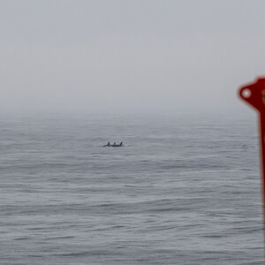 AL557 Orcas-1.jpg