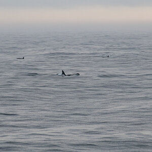 AL557 Orcas-2.jpg