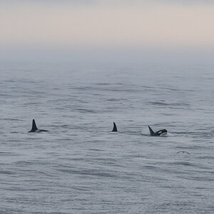 AL557 Orcas-3.jpg