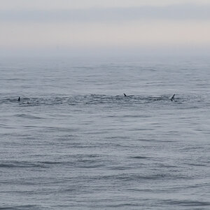 AL557 Orcas-5.jpg