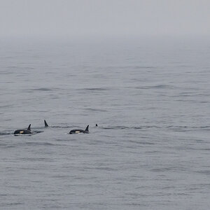 AL557 Orcas-6.jpg