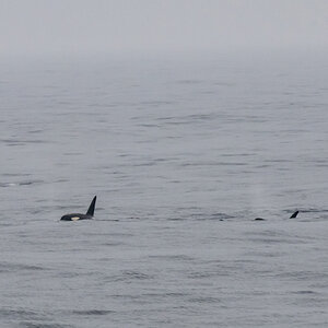 AL557 Orcas-7.jpg