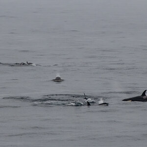 AL557 Orcas-9.jpg