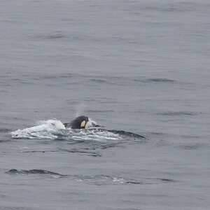 AL557 Orcas-10.jpg