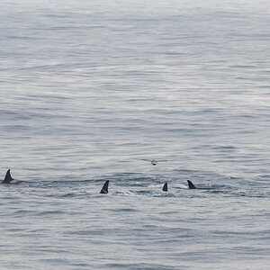 AL557 Orcas-12.jpg