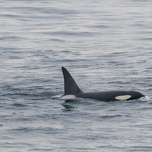 AL557 Orcas-14.jpg