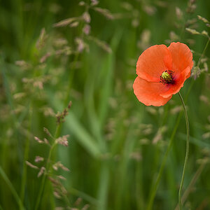 Klatschmohn (1 von 1).JPG
