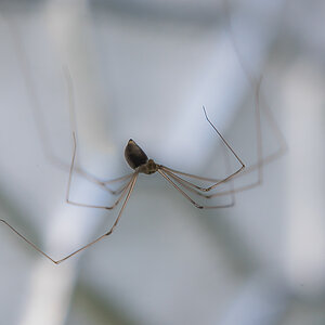 Garagenspinne (1 von 1).JPG