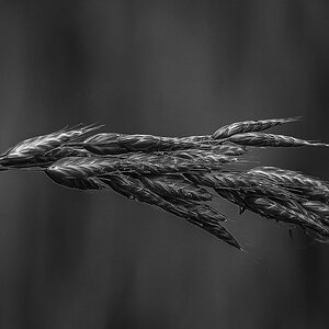 Weidelgras BW (1 von 1).JPG