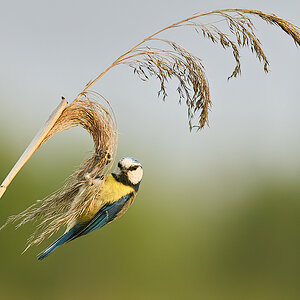 A9MK2 - -Jun 19 2021-2758-clear.jpg