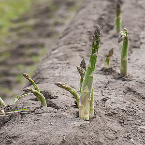 Grünspargel (1 von 1).JPG