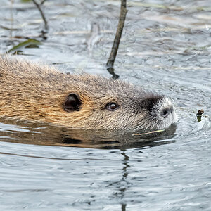 D50_6629_Nutria IIA_2_2021.jpg