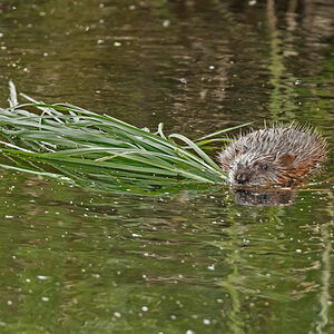 D50_7812_Nutria mit BaumaterialII_IA_6_2020.jpg