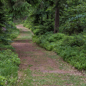 Einladung zum Waldspaziergang (1 von 1).JPG