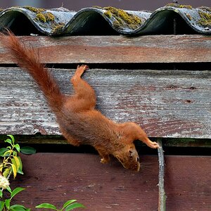 Eichhörnchen 08.jpg
