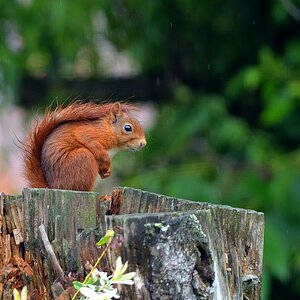 Eichhörnchen 09.jpg
