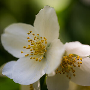 Jasmin (1 von 1).JPG