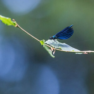 Blauflügel_Prachtlibelle-.jpg