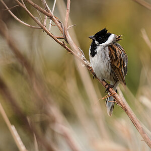 D50_3577_Rohrammer_IA_4_2020.jpg