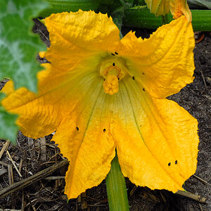 Zucchiniblüte.jpg