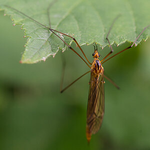 Tipula (1 von 1).JPG