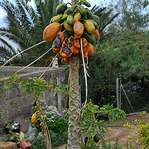 Papaya 1.jpg