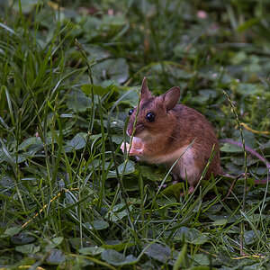 Walmaus (3 von 6).JPG