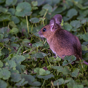 Walmaus (6 von 6).JPG