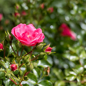 _DSC4295.jpg