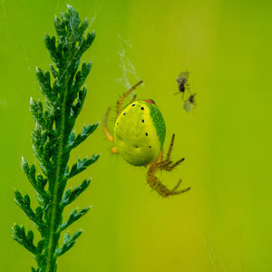 Spinne im Grün