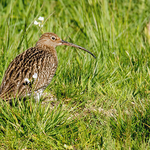 D50_4430_Brachvogel IAA_4_2020.jpg