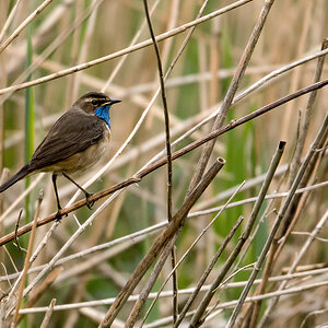 D50_3432_Blaukehlchen im Schilf IA_5_2020.jpg