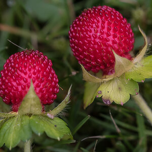 Walderdbeeren (1 von 1).JPG
