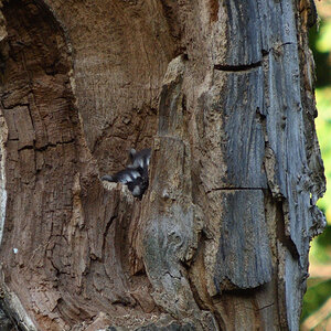 DSC_6953.JPG