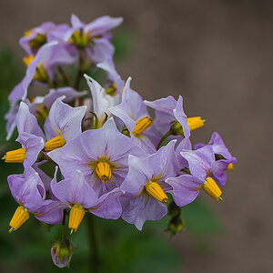 Kartoffelblüte (1 von 1).JPG