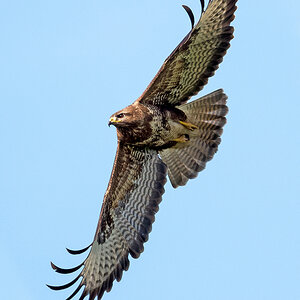 D50_2464_Bussard Hoch_IIA_5_2021.jpg