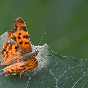 C_Falter-.jpg