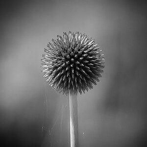 Kugeldistel BW (1 von 1).JPG