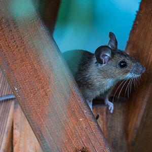 Walmaus (5 von 6).JPG