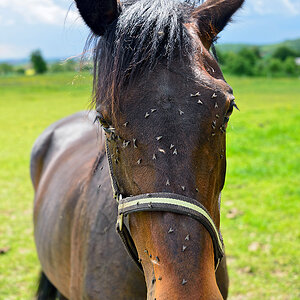 Pferd mit Fliegen.jpg