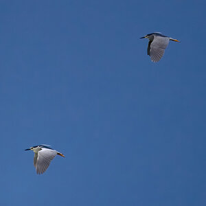 EOS-R5-Jul 18 2021-4318-standard.jpg