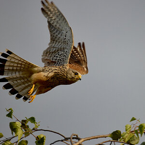 EOS-R5-Jul 18 2021-4462.jpg