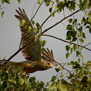 EOS-R5-Jul 18 2021-4468.jpg